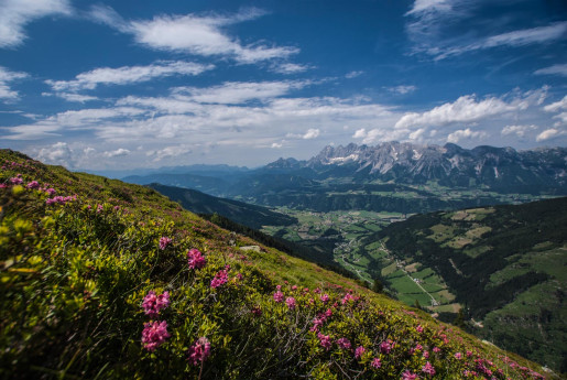 blick auf das rohrmoos - im vordergrund der almrausch am krügerzinken