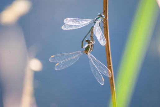 zwei libellen am teich