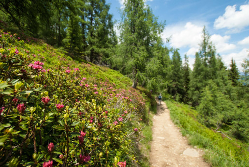 unzählige alpenrosen blühen entlang des reiteralm-rundweges auf der reiteralm