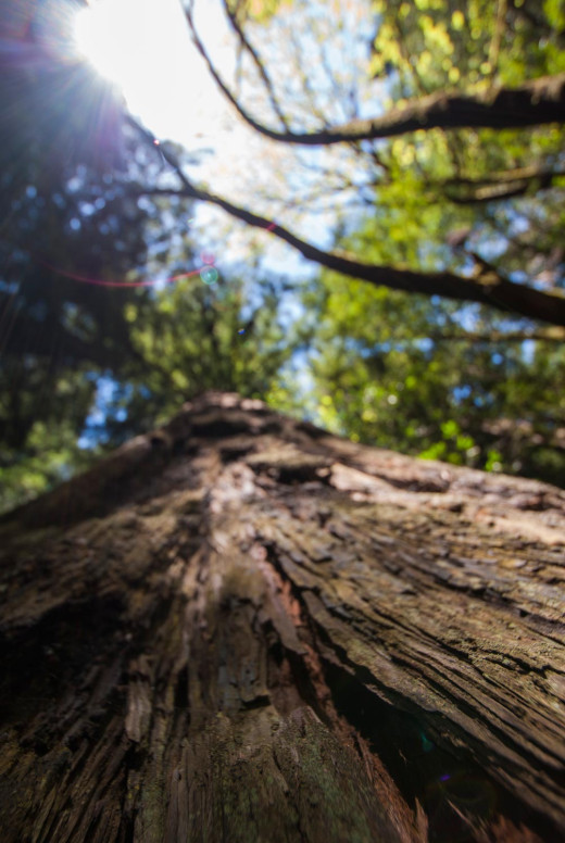 baumgiganten im westen der usa
